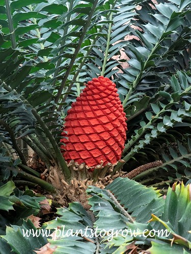 Holly Leaf Cycad ( Encephalartos ferox)
The large red female cone.
